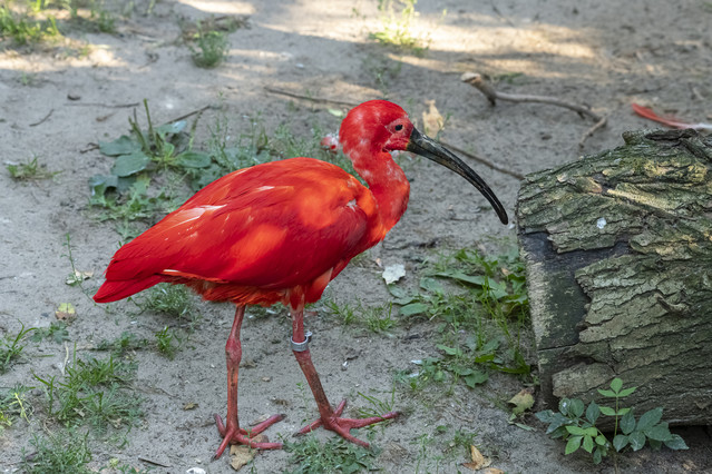 ibis szkarłatny darios #346059