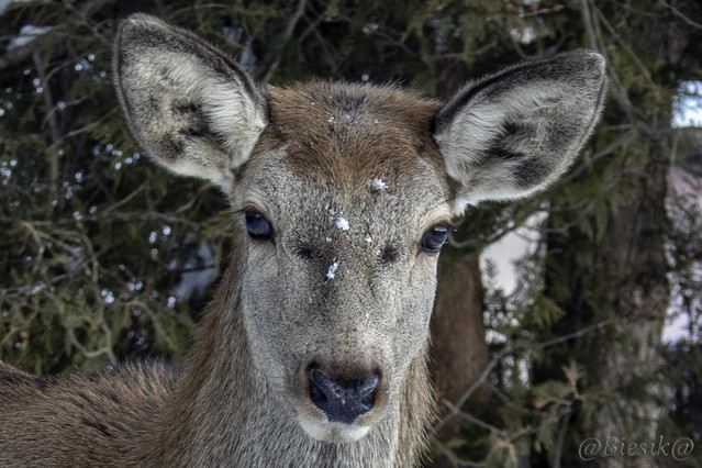 Buzie Jeleniczki Młoda łania. Biesik #348694