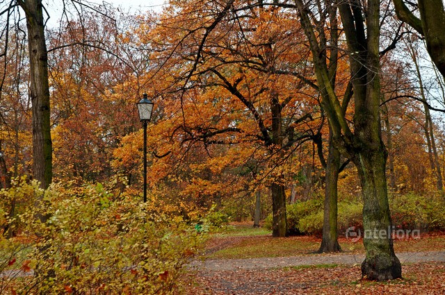 Radosław Wawrowski #234292