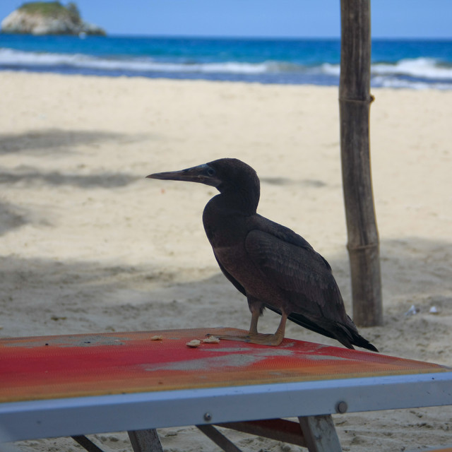 Plażowicz. Fauna Wyspy Margarita - Wenezuela 2011. Renata