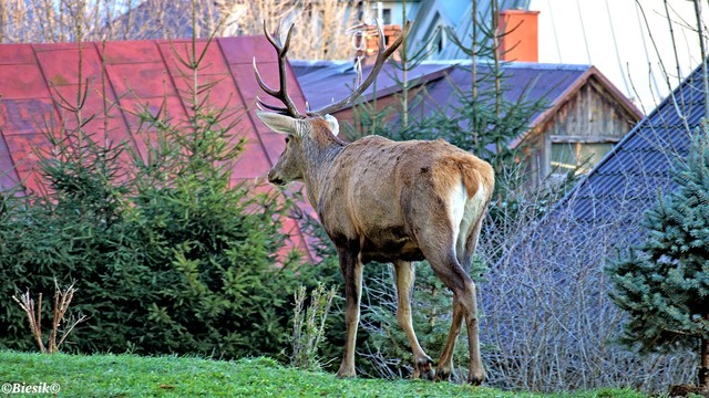 Jelonek w mieście. Te zwierzęta podobno są bardziej płochliwe,