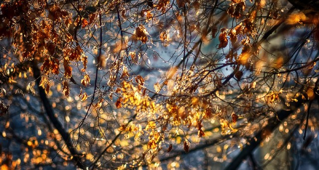 SONY DSC SONY DSC Tomasz Naglik #348523