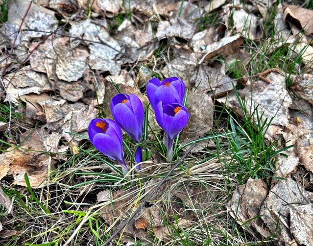 Edmund wronka #348794