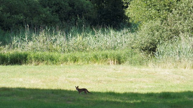 OLYMPUS DIGITAL CAMERA tramp #298872